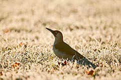 Grnspecht - Zum Vergroessern klicken!